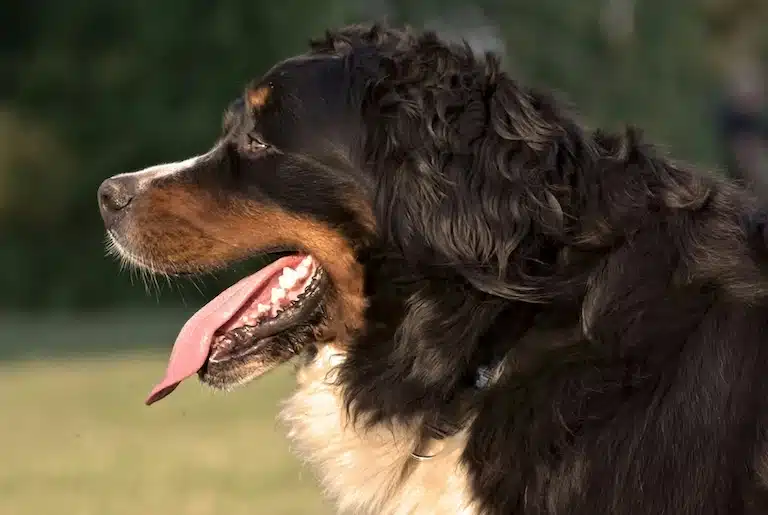 Mon chien me suit partout : que faire