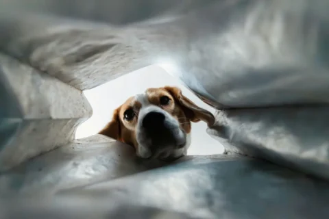 Je n&rsquo;ai plus de croquettes : que donner à mon chien en attendant ?