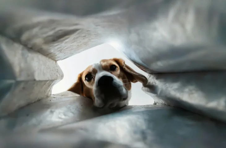 Je n&rsquo;ai plus de croquettes : que donner à mon chien en attendant ?