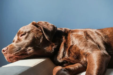 Mon chien est fatigué : quand faut-il s&rsquo;inquiéter et comment l&rsquo;aider ?