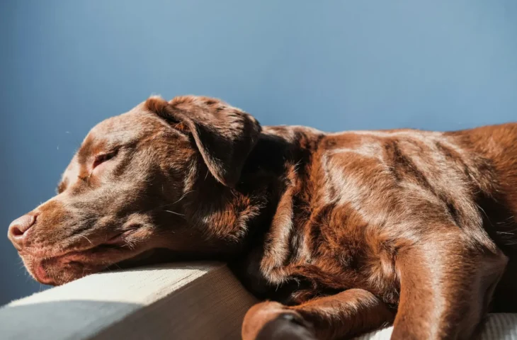 Mon chien est fatigué : quand faut-il s&rsquo;inquiéter et comment l&rsquo;aider ?
