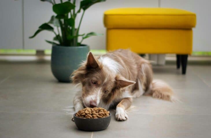 Transition croquette chien : comment réussir le changement sans perturber votre compagnon ?