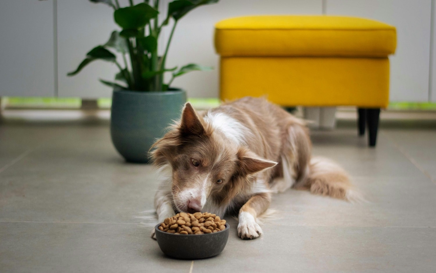 Transition croquette chien comment faire